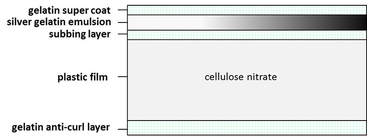 Typical structure of cellulose nitrate film: gelatin supercoat, silver gelatin emulsion, subbing layer, plastic film (cellulose nitrate) and gelatin anti-curl layer