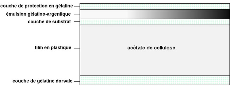 Structure typique d’un film en acétate de cellulose : couche de protection en gélatine, émulsion gélatino-argentique, couche de substrat, film en plastique (acétate de cellulose), couche de gélatine dorsale