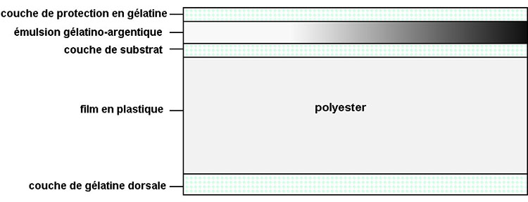 Structure typique d’un film en polyester : couche de protection en gélatine, émulsion gélatino-argentique, couche de substrat, film en plastique (polyester), couche de gélatine dorsale