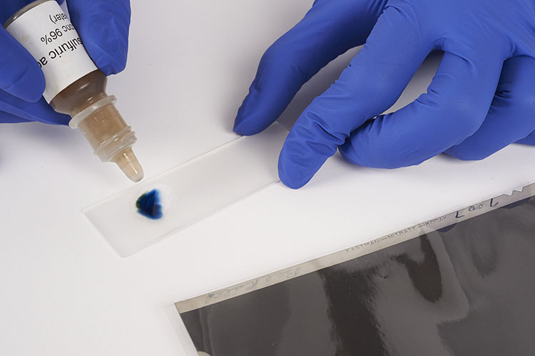 Figure 22c. Essai à la diphénylamine : la diphénylamine devient bleue lorsqu’elle entre en contact avec le dépôt de nitrate de cellulose sur la lame