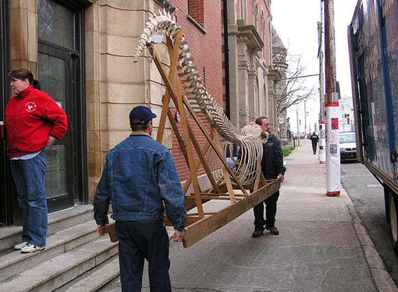 Pothead whale skeleton handled with a transit structure