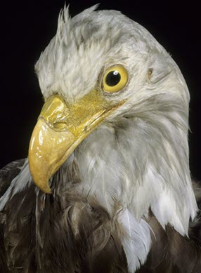 Photo d’un aigle à tête blanche