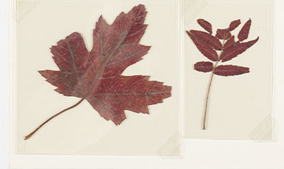 Melinex film–encapsulated leaves.