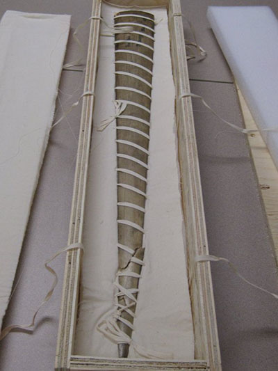 A swordfish bill secured with cotton twill tape to a carved, recessed and padded polyethylene foam within a transportation crate.