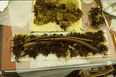 Fragile wet wooden objects are placed on damp sphagnum moss, on a corrugated plastic board.