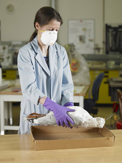 Une femme soulève un spécimen naturalisé contaminé. Elle porte des gants de protection, un masque et une blouse de laboratoire.