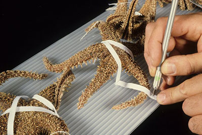 A hand immobilizing starfish specimens onto Coroplast using twill tape.