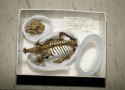 Fossils in a box and individually surrounded with polyethylene foam rings.