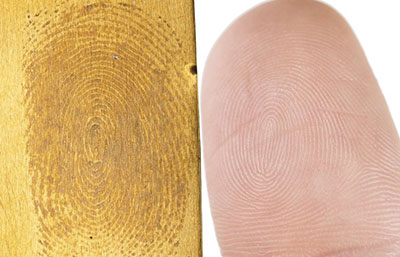 Left image: a clear fingerprint on brass. Right image: a fingertip.