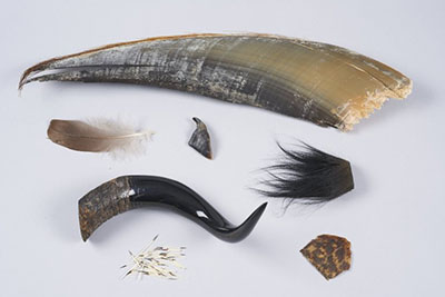 Exemples de matières kératiniques (un fanon de baleine, des poils, une écaille de tortue, des piquants de porc épic, une corne, une plume et un onglon de cerf). 