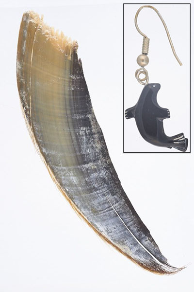 A piece of unworked, black baleen and, in inset, an earring made of polished black baleen.