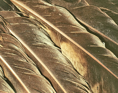 White deposits on feathers.