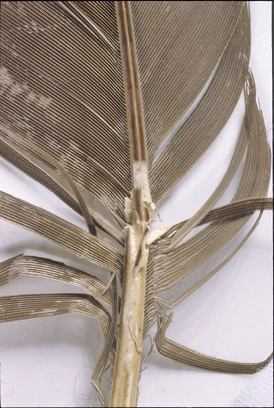 Close-up of feathers, showing broken shafts.
