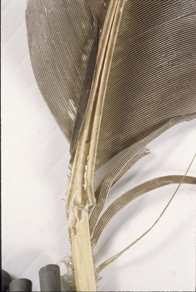 Close-up of feathers, showing broken shafts.