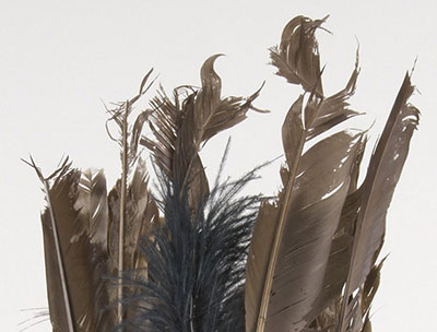 Vue rapprochée des plumes d’une coiffe qui ont été endommagées par les insectes.