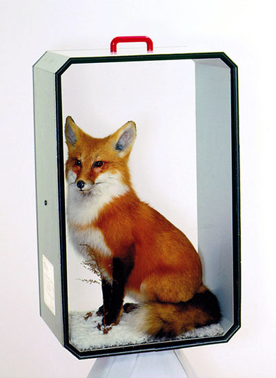 married medical research Complete specimen of Fox fine animal specimens