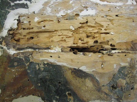 Flight holes and channels in a wood panel from wood-boring insects.