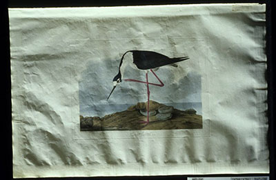 An intaglio print depicting a bird. The paper is cockling severely.