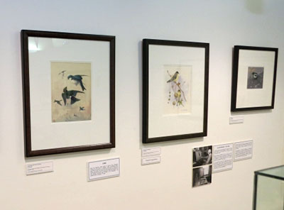 Framed works of art on paper hanging on a wall and depicting various types of birds.