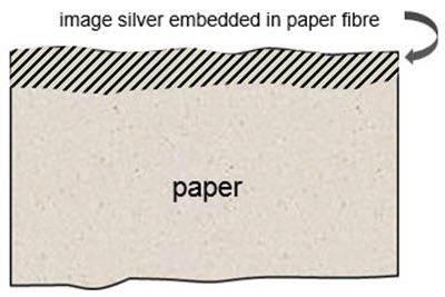 Cross-section of a salted paper print.