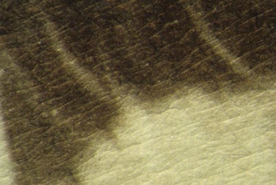 Close-up of an albumen print.
