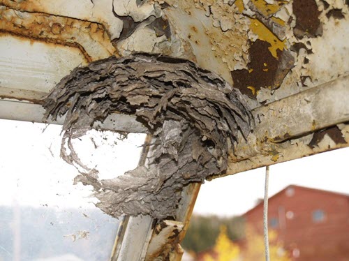Wasp's nest in the cab of a stored municipal vehicle.