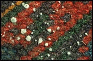 Velvety growth of mould on a textile.