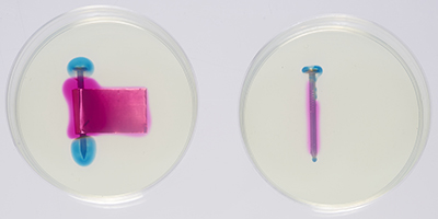 À gauche : clou de fer et feuille de laiton dans une boîte de Petri. À droite : clou de fer dans une boîte de Petri une heure après que la solution de gélose eut été versée dans chacune des boîtes de Petri. Les régions rosées et bleutées sont clairement définies