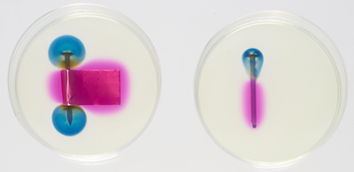 À gauche : clou de fer et feuille de laiton dans une boîte de Petri. À droite : clou de fer dans une boîte de Petri huit heures après que la solution de gélose eut été versée dans chacune des boîtes de Pétri. Les régions rosées et bleutées sont plus grandes