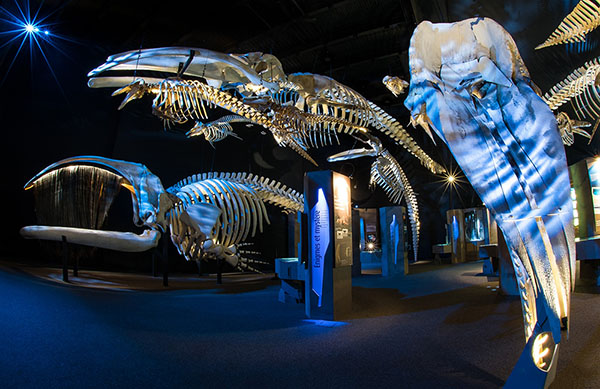 La scénographie de l'exposition de squelettes de baleines du CIMM inclut maintenant un jeu d'éclairage moderne