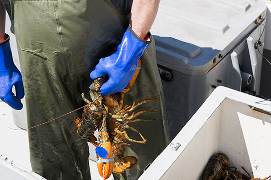 A fisherman stands near a lobster trap with a catch in his hand