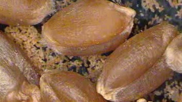 Video of grain mites moving about wheat kernels.