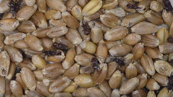 Granary weevil video