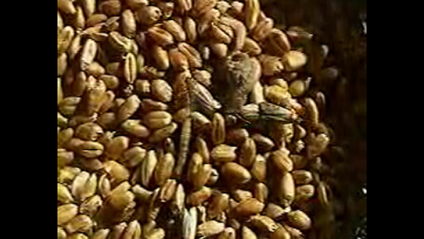 Indian meal moths video