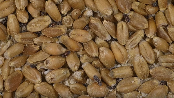 Lesser grain borers video