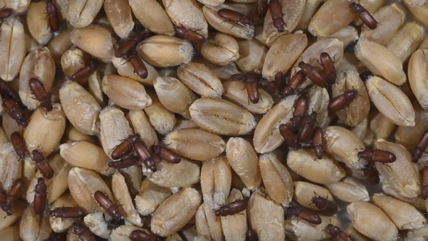 Video of adult red flour beetles running across wheat kernels.