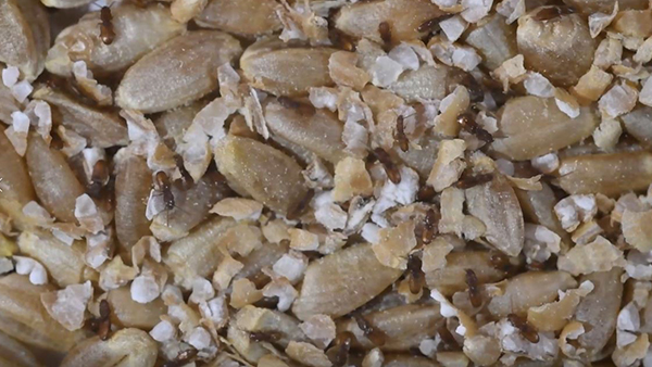 Adult rusty grain beetles crawling over and under wheat kernels.