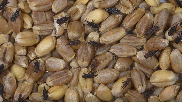 Adult rice weevils moving among wheat kernels.
