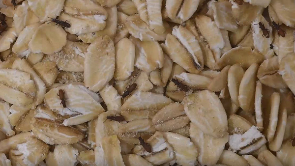 Saw-toothed grain beetles running about in oats.