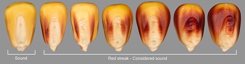 Red streak in corn