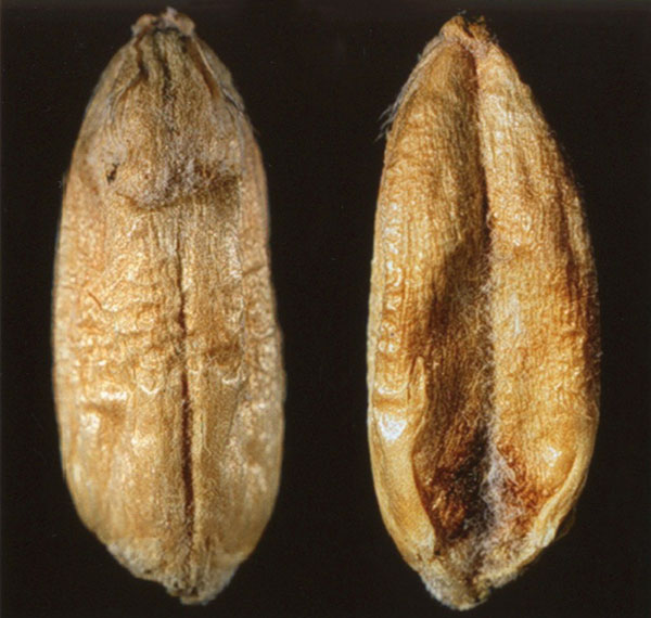 Amber Durum, Moderate symptoms of FDK