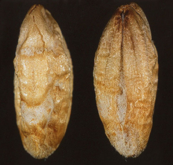 Amber Durum, Severe symptoms of FDK