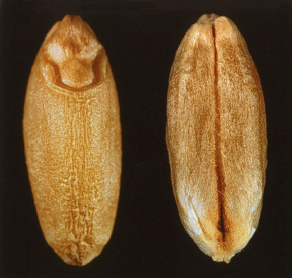 Amber Durum, Sound durum wheat seed