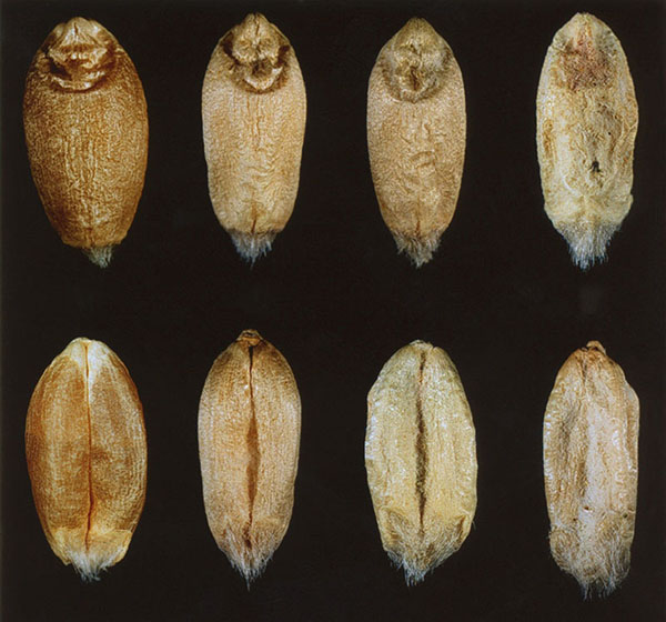 Red spring wheat, left to right, Sound red spring wheat seed, Not a Fusarium Damaged Kernel, FDK with light symptoms, FDK with severe symptoms