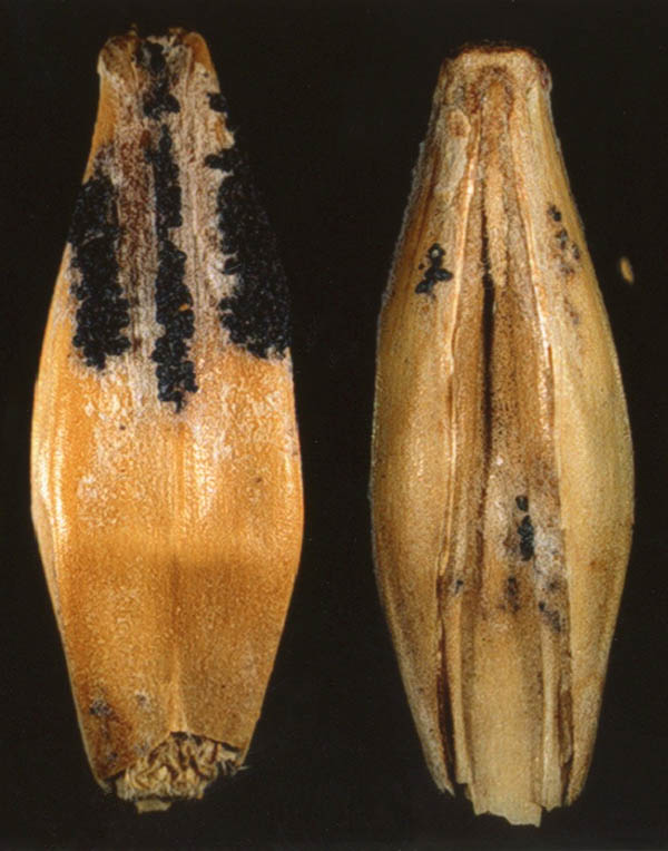 Sound barley seed Black perithecia