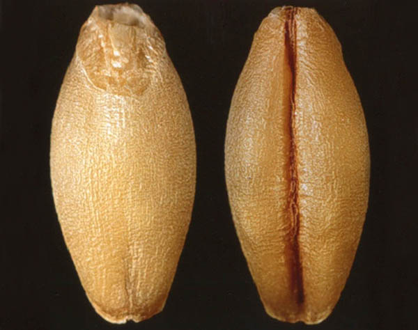 Sound hulless barley seed.