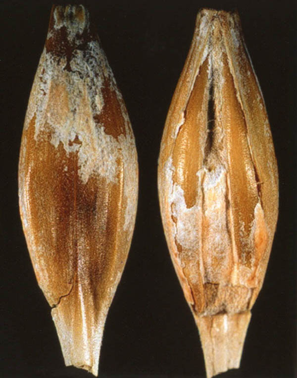 Sound barley seed Orange sporodochia