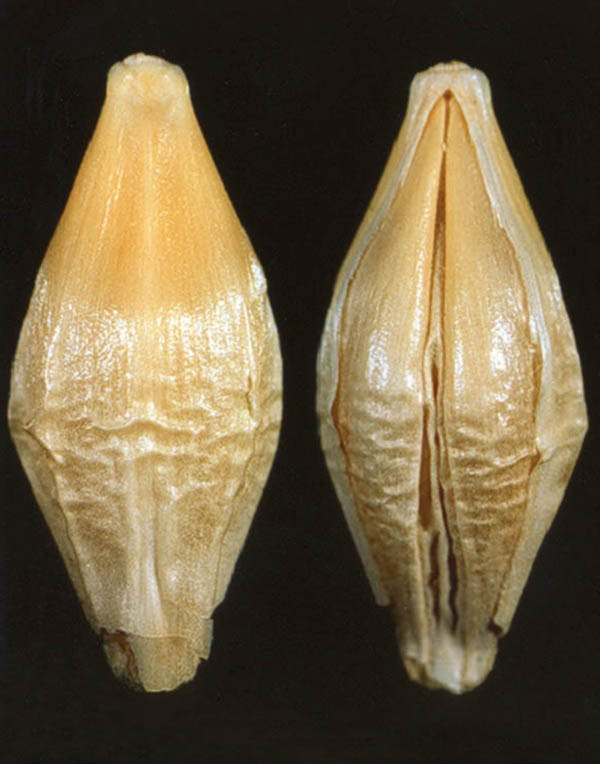 Sound barley seed