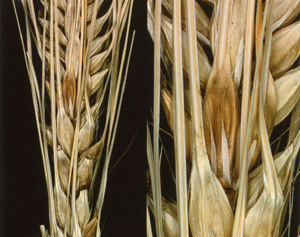 Fusarium head blight on barley