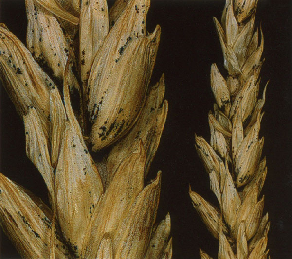 Fusarium head blight on wheat. Bluish black perithecia
